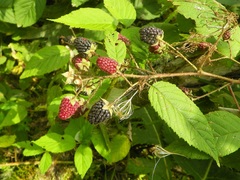 Rubus miser