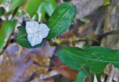 Tradescantia poelliae