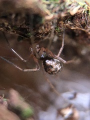 Linyphiidae
