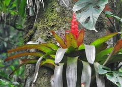 Tillandsia imperialis