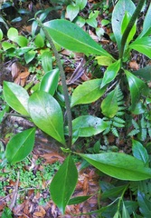 Peperomia acuminata