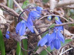 Scilla siberica
