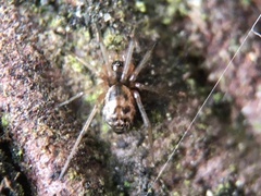 Linyphiidae