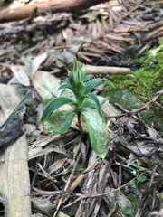 Gentiana bambuseti