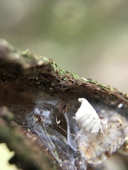 Linyphiidae
