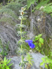 Salvia urica