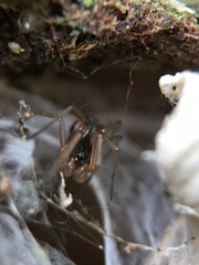 Linyphiidae