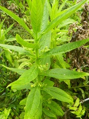 Leucocarpus perfoliatus