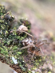 Linyphiidae