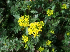 Lepidium flavum felipense