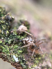 Linyphiidae