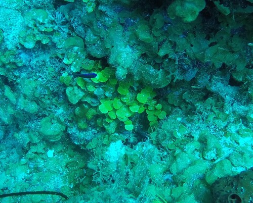 Halimeda discoidea observed 2026-04-27