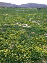 Lepidium flavum felipense
