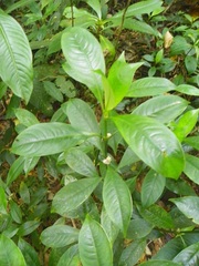 Palicourea axillaris