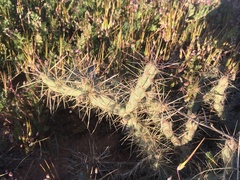 Cylindropuntia davisii