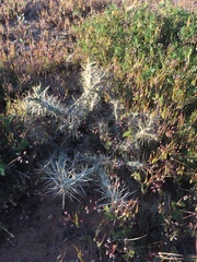 Cylindropuntia davisii