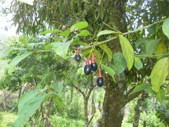 Ocotea purpurea