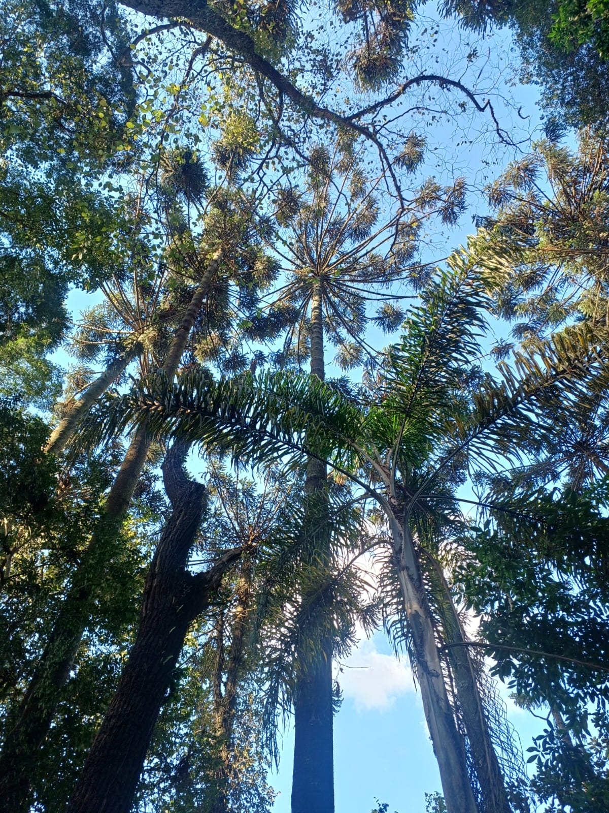 Araucaria angustifolia