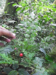 Picramnia antidesma