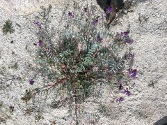 Astragalus palmeri
