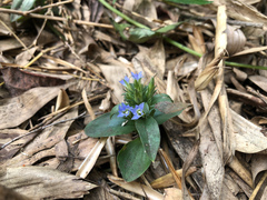 Gentiana bambuseti