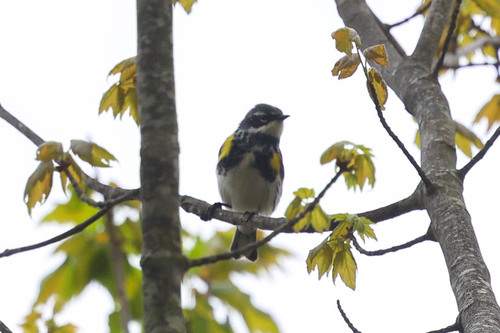 Yellow-rumped Warbler photographed in Maryland