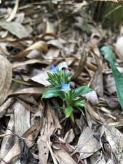 Gentiana bambuseti