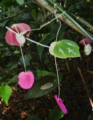Passiflora membranacea