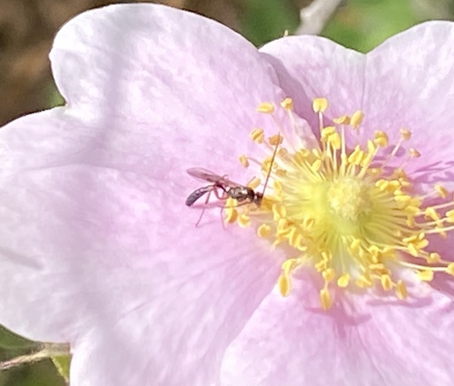 iNaturalist observation photo of Ichneumonid Wasps