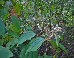 Miconia aeruginosa