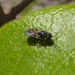 Sparasion - Photo (c) Masumi Palhof,  זכויות יוצרים חלקיות (CC BY-NC), הועלה על ידי Masumi Palhof