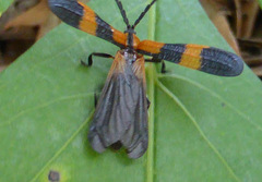 Calopteron discrepans