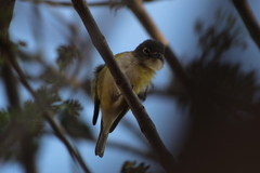Vireo solitarius