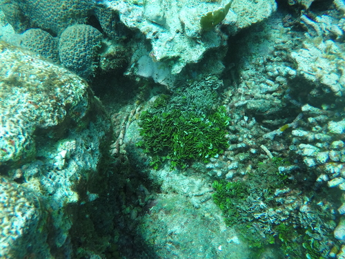 Halimeda opuntia observed 2026-04-27