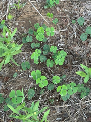 Marsilea macropoda