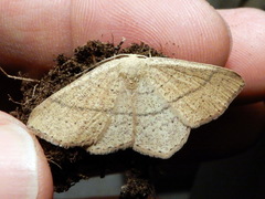 Cyclophora ruficiliaria
