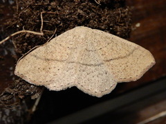 Cyclophora ruficiliaria