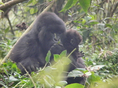 Gorilla beringei beringei