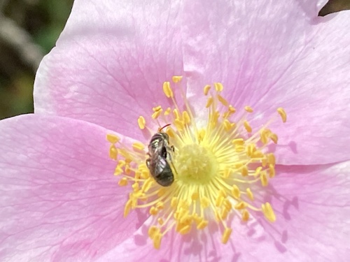 iNaturalist observation photo of Small Carpenter Bees