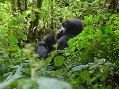Gorilla beringei beringei