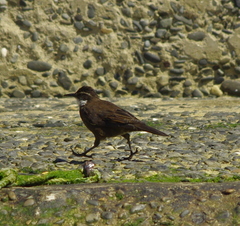 Cinclodes nigrofumosus