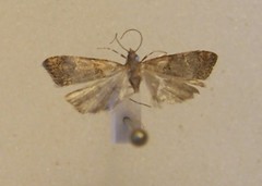 Antiscopa epicomia