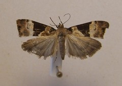 Eudonia aspidota
