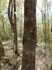 Bignonia capreolata