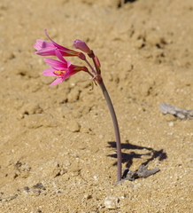 Zephyranthes ananuca