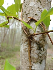 Bignonia capreolata