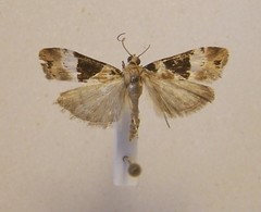 Eudonia aspidota