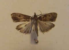 Eudonia asterisca