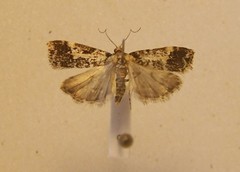 Eudonia characta