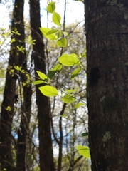 Bignonia capreolata